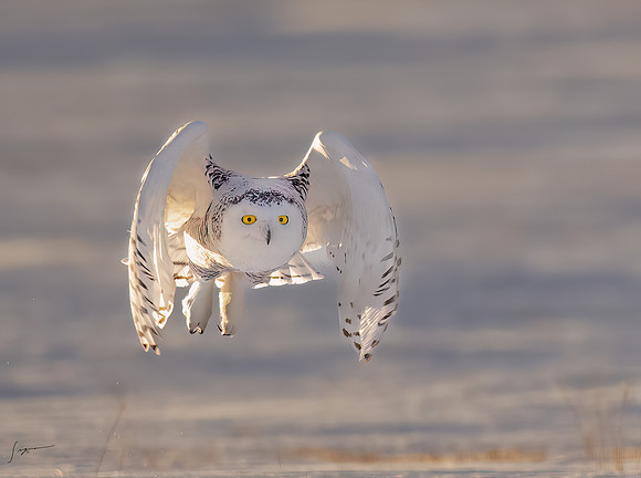 SnowyOwlsAlberta_20230207_1801-Edit