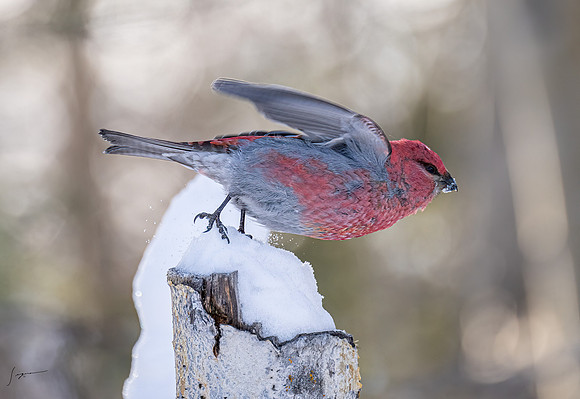 WisemanAK_20230307_0606-Edit