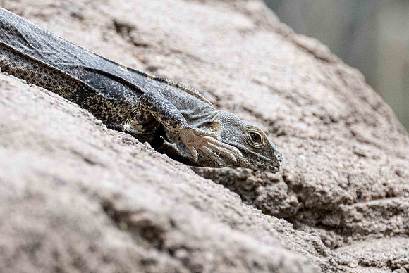 DesertMuseum20220503-50