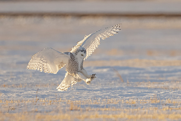 SnowyOwlsAlberta_20230207_2430-Edit