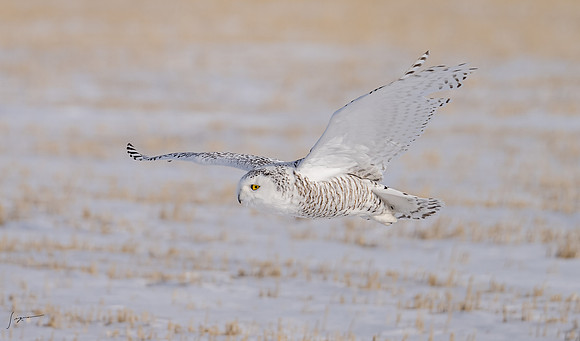 SnowyOwlsAlberta_20230207_1126-Edit