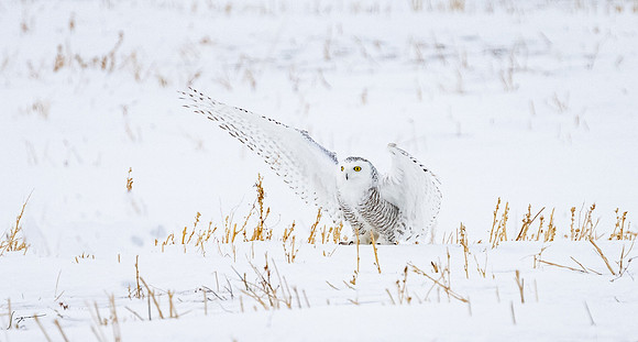 SnowyOlwsAlberta_20230209_1371
