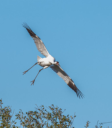 Whooping Crane    _DSC0478-Edit