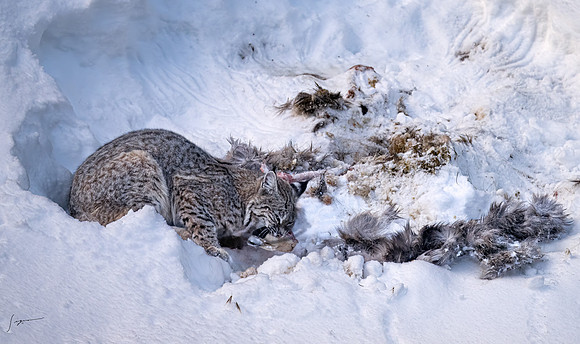 Yellowstone_20230117_1640-Edit