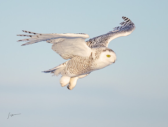 SnowyOwlsAlberta_20230208_0701-Edit