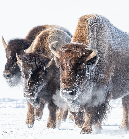 Yellowstone20230118_20230118_0112