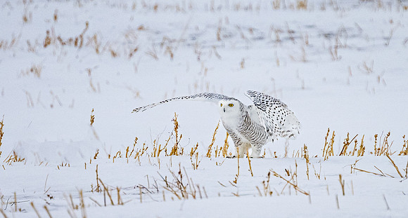 SnowyOlwsAlberta_20230209_1373