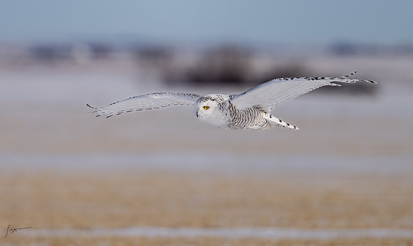 SnowyOwlsAlberta_20230207_1110-Edit