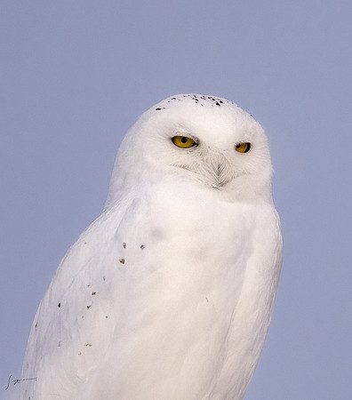 SnowyOwlsAlberta_20230207_1486-Edit