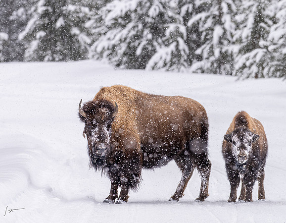 Yellowstone20230118_20230118_1160-Edit