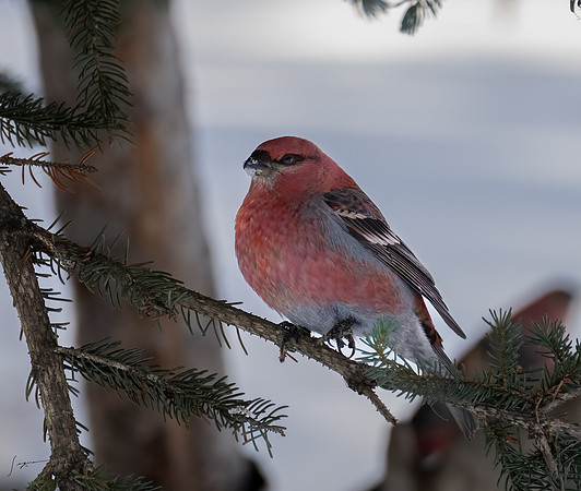 WisemanAK_20230307_1112-Edit