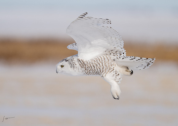 SnowyOwlsAlberta_20230207_0820