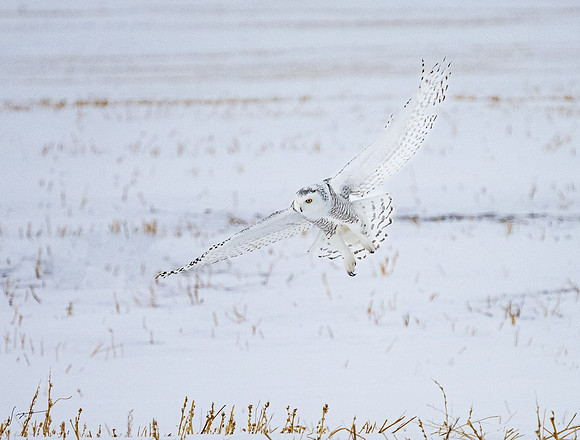 SnowyOlwsAlberta_20230209_1367