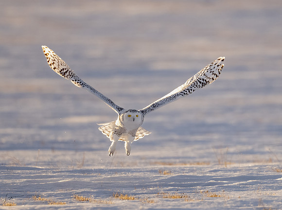 SnowyOwlsAlberta_20230207_1799-Edit