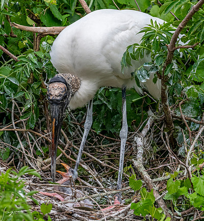 NorthLakesNestingArea20190408_0429