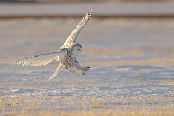 SnowyOwlsAlberta_20230207_2428-Edit