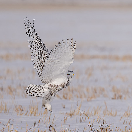 SnowyOwlsAlberta_20230207_0901-Edit