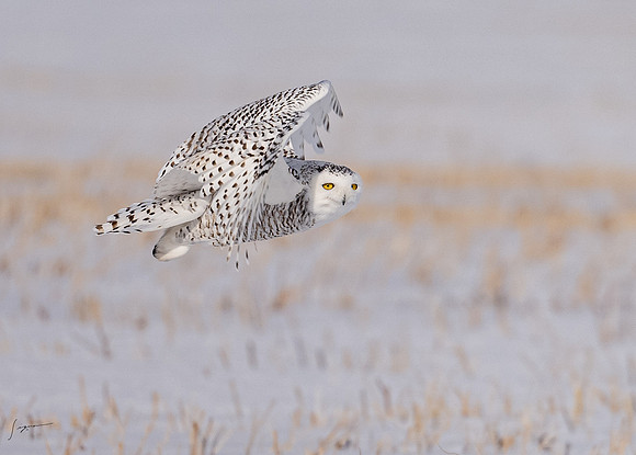 SnowyOwlsAlberta_20230207_0931