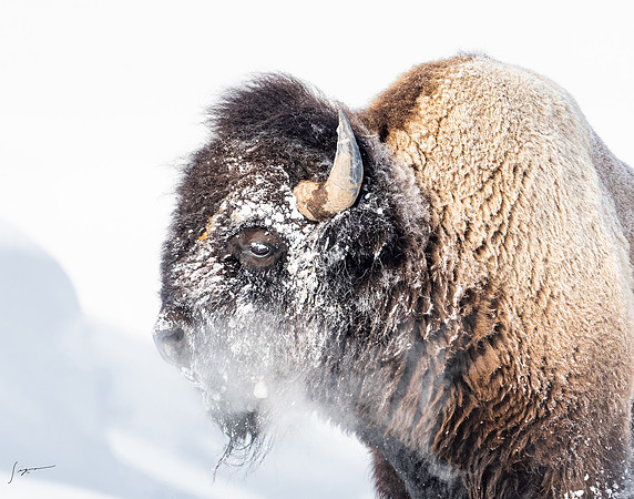 Yellowstone20230118_20230118_0355