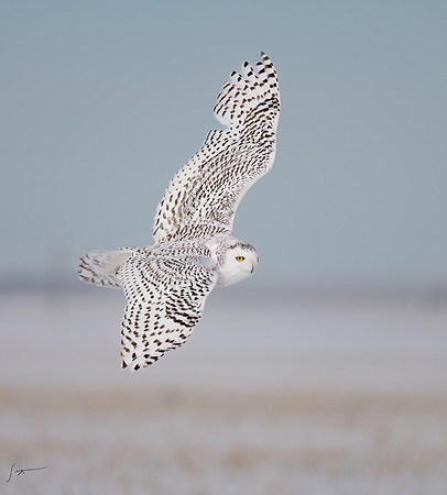 SnowyOwlsAlberta_20230207_0097-Edit