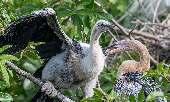 VeniceRookery20190401_1073