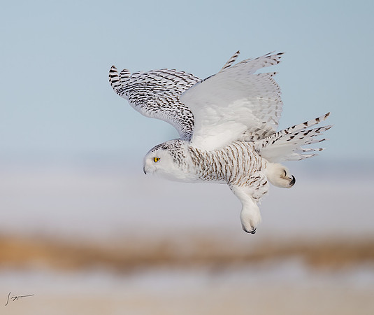 SnowyOwlsAlberta_20230207_0817-Edit
