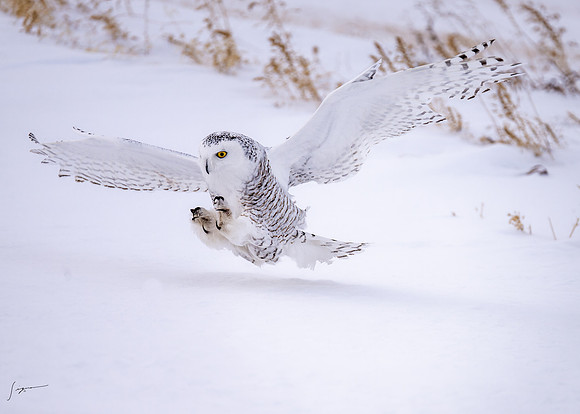 SnowyOlwsAlberta_20230209_0056_DxO