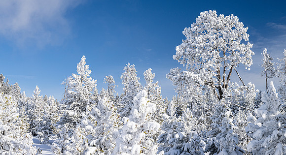 Yellowstone_20230117_1194