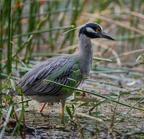 Yellow-crowned night heron.SawgrassLakePark20190407_0021