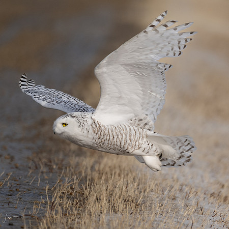 SnowyOwlsAlberta_20230207_0362