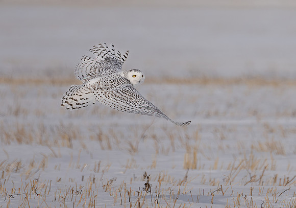 SnowyOwlsAlberta_20230207_0203-Edit