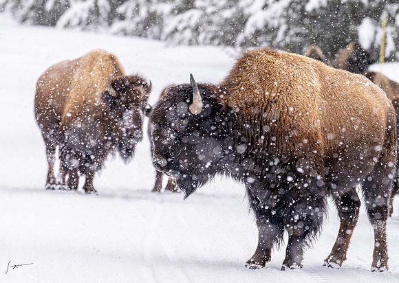 Yellowstone20230118_20230118_1196