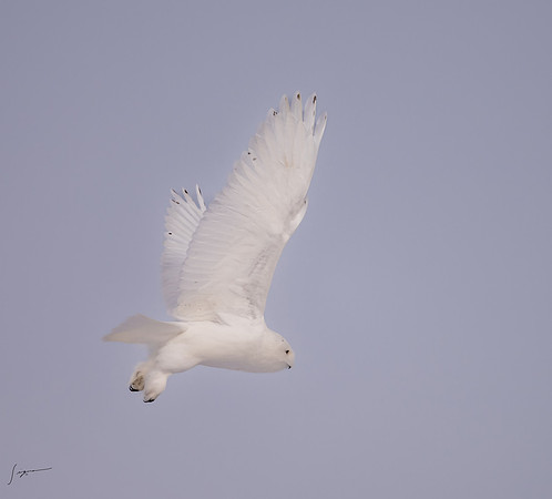SnowyOwlsAlberta_20230207_1613-Edit