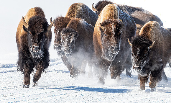 Yellowstone20230118_20230118_0047-Edit