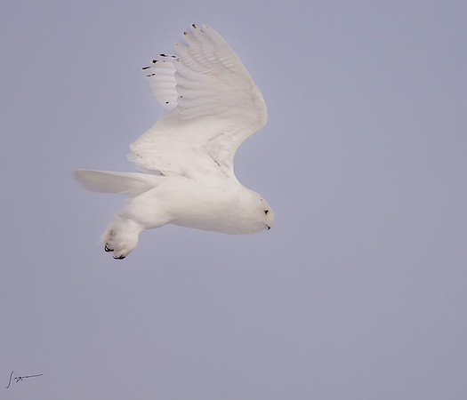 SnowyOwlsAlberta_20230207_1612-Edit