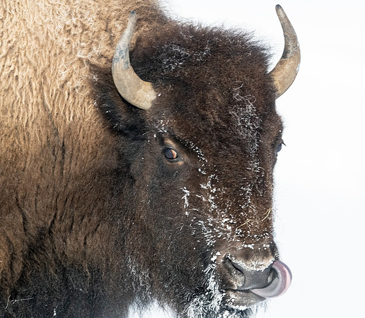 Yellowstone20230118_20230118_0150-Edit