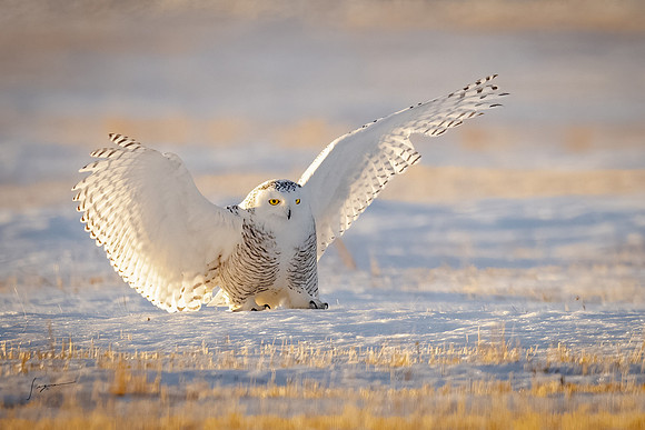 SnowyOwlsAlberta_20230207_2433-Edit