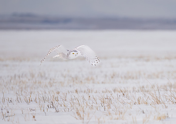 SnowyOwlsAlberta_20230207_0031-Edit