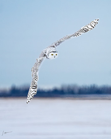 SnowyOlwsAlberta_20230209_1353-Edit