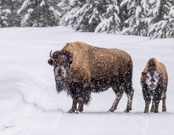 Yellowstone20230118_20230118_1147