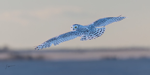 SnowyOwlsAlberta_20230208_0003-Edit