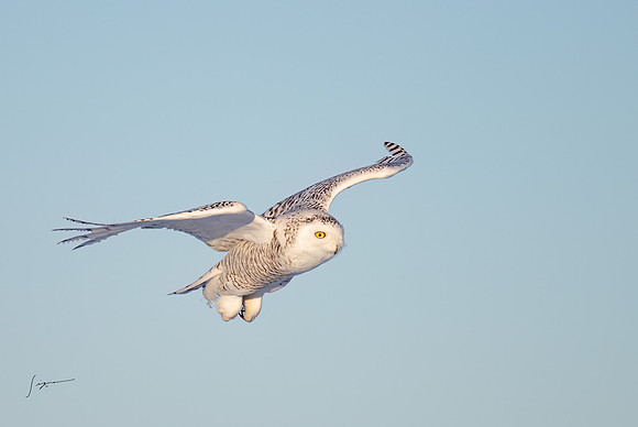 SnowyOwlsAlberta_20230208_0691-Edit