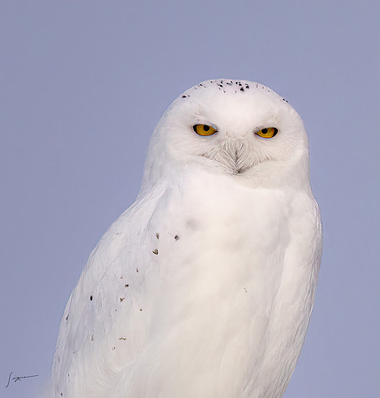 SnowyOwlsAlberta_20230207_1517-Edit