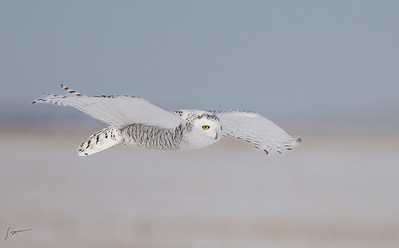 SnowyOwlsAlberta_20230207_0083