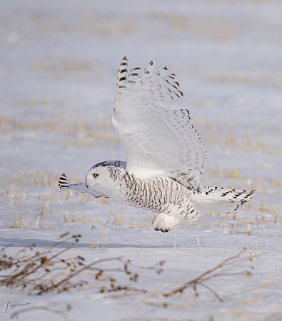 SnowyOwlsAlberta_20230207_1139-Edit
