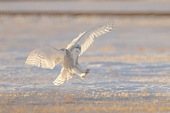 SnowyOwlsAlberta_20230207_2430