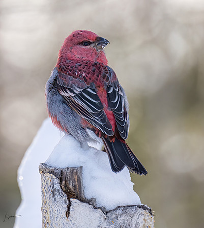 WisemanAK_20230307_0507-Edit