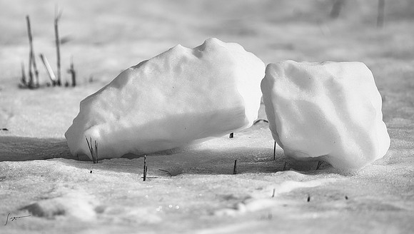 SnowyOwlsAlberta_20230207_1151-Edit