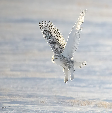 SnowyOwlsAlberta_20230207_1677-Edit