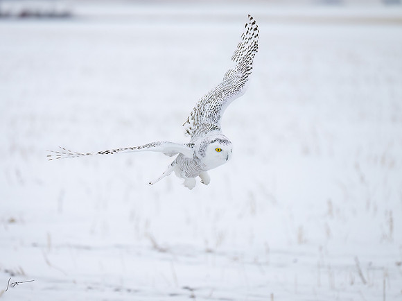 SnowyOlwsAlberta_20230209_1568-Edit